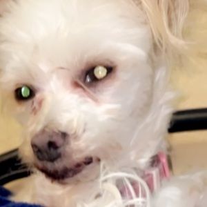 Meet your Posher, Lexi_garcia_129